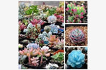 Beautiful Purple Succulents Seeds