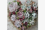 Beautiful Purple Succulents Seeds